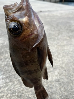シロメバルの釣果
