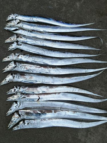タチウオの釣果