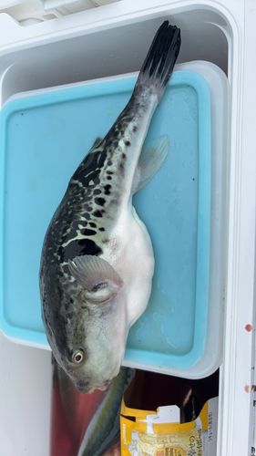 イナダの釣果