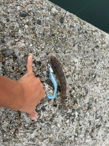エソの釣果