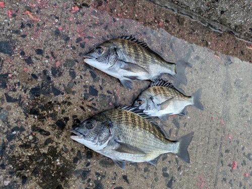 チヌの釣果