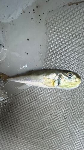 フグの釣果