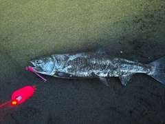 アキアジの釣果