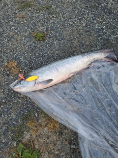 アキアジの釣果