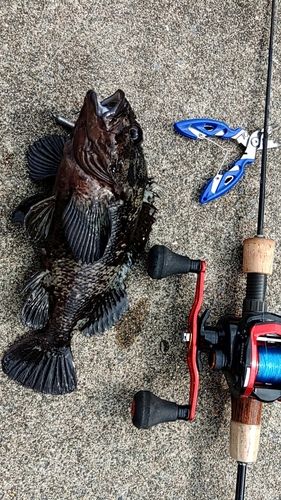 オウゴンムラソイの釣果