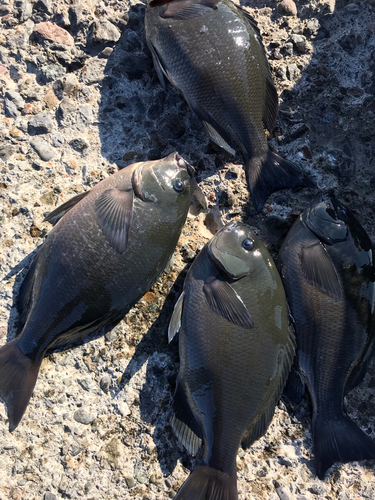 クチブトグレの釣果