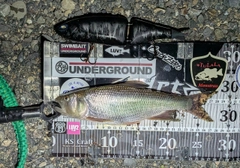 ケタバスの釣果
