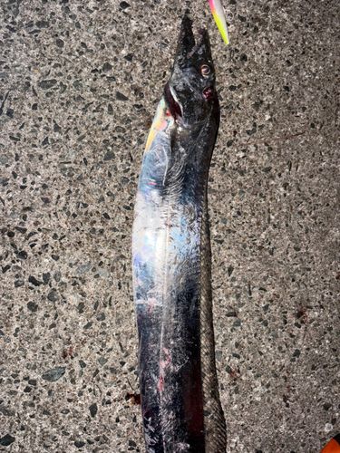 タチウオの釣果