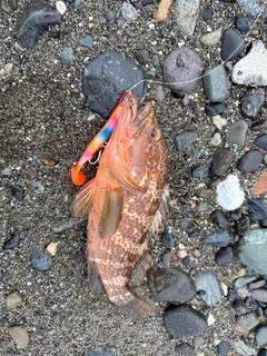 キジハタの釣果