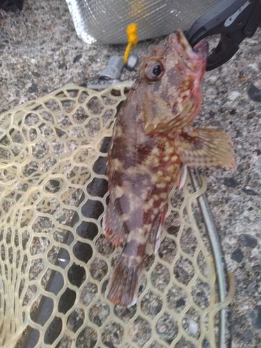 カサゴの釣果