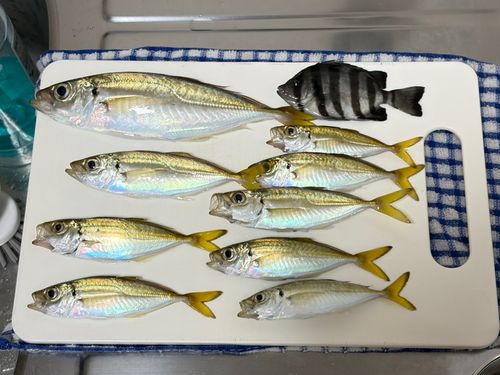 アジの釣果