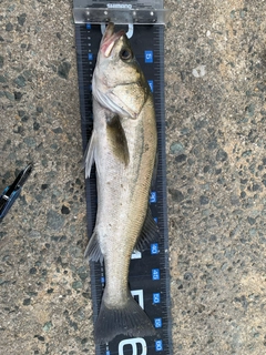 フッコ（マルスズキ）の釣果