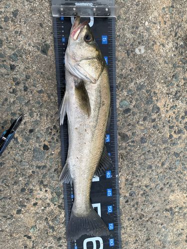 フッコ（マルスズキ）の釣果
