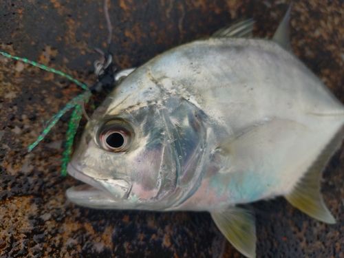 メッキの釣果