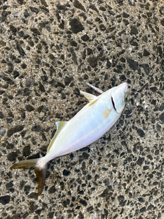 ショゴの釣果