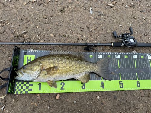 スモールマウスバスの釣果