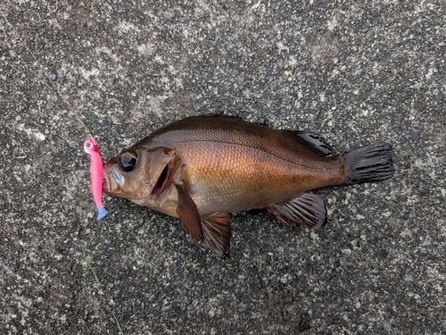 メバルの釣果