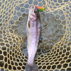ニジマスの釣果
