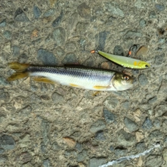 カワムツの釣果