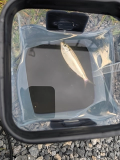 サッパの釣果