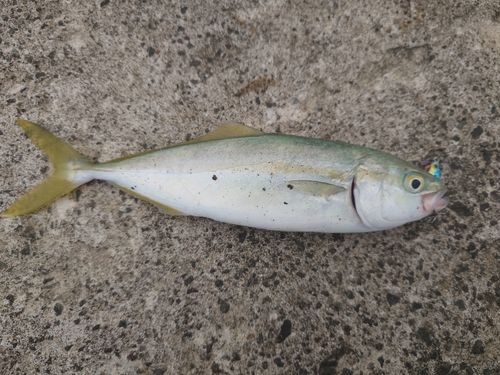 ワカシの釣果
