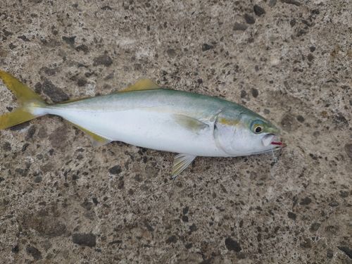 ワカシの釣果