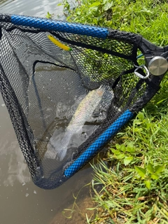 ニジマスの釣果