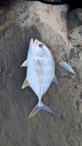 メッキの釣果
