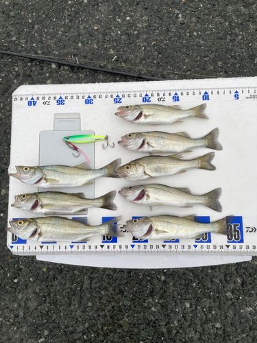 セイゴ（マルスズキ）の釣果