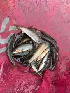 釣果