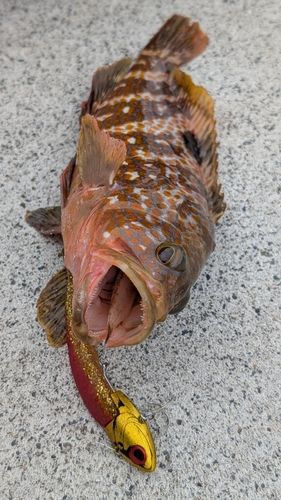 キジハタの釣果