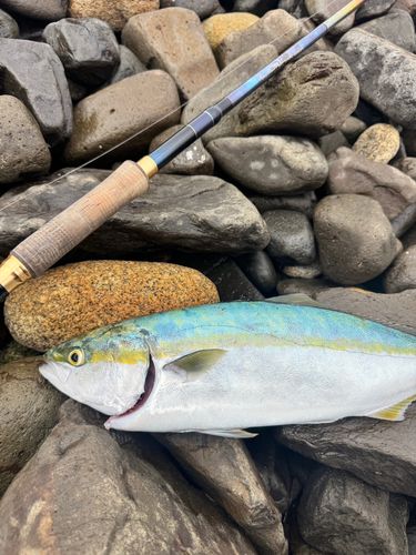 ブリの釣果