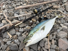 ブリの釣果