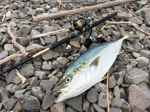 ブリの釣果