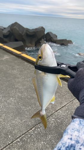 シオの釣果