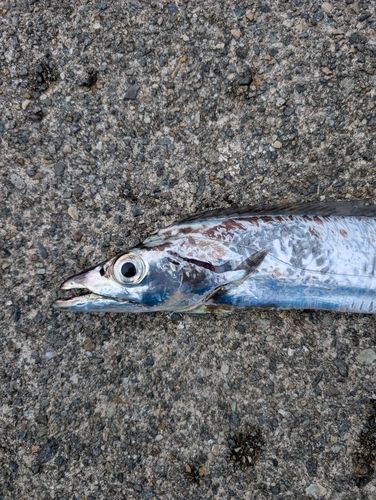 タチウオの釣果