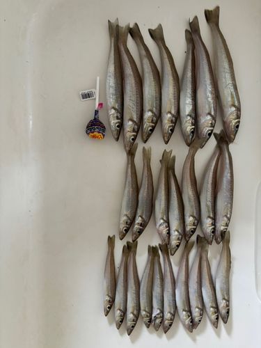 キスの釣果