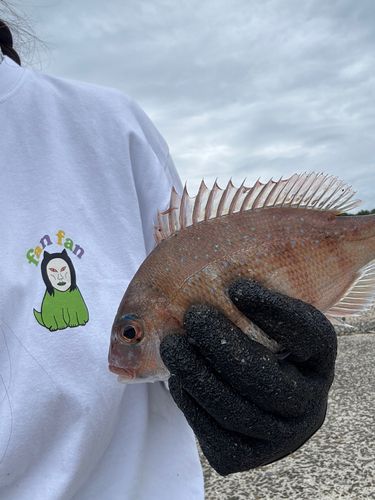タイの釣果