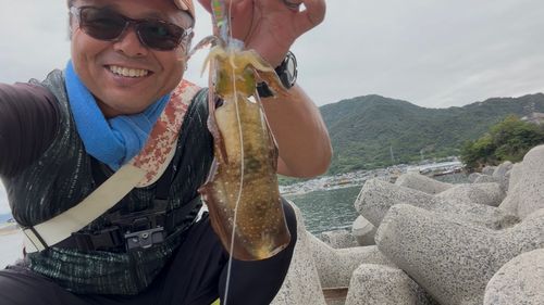 アオリイカの釣果