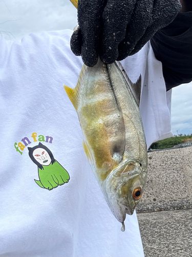 メッキの釣果