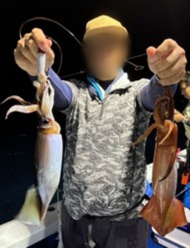 ムラサキイカの釣果