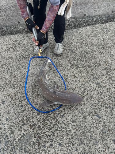 サメの釣果