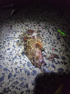 カサゴの釣果