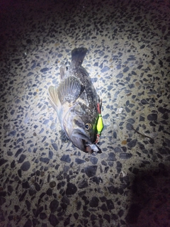 クロソイの釣果