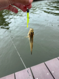 ハゼの釣果