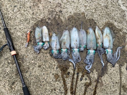 アオリイカの釣果