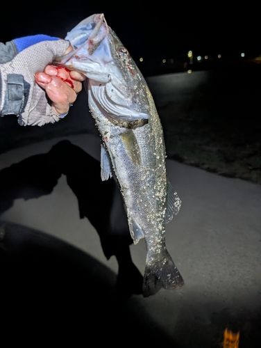 フッコ（マルスズキ）の釣果