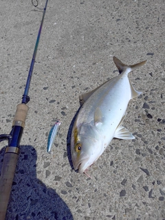 ネリゴの釣果