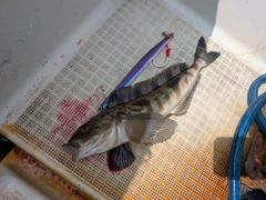 ホッケの釣果
