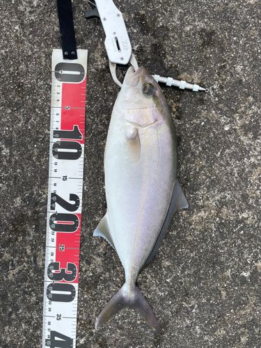 ネリゴの釣果